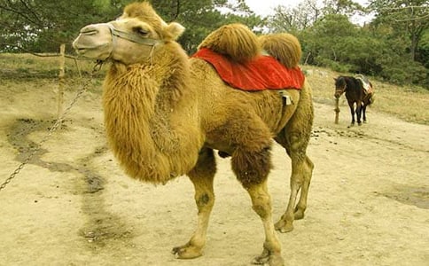 ����ѡ����������500��4ƪ