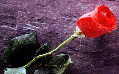 õ�廨���ص����ģ���ѡ14ƪ��